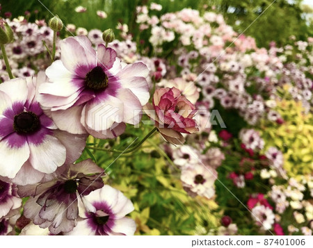 Image of flowerbed with many kinds of flowers Image of flowerbed with many kinds of flowers 87401006