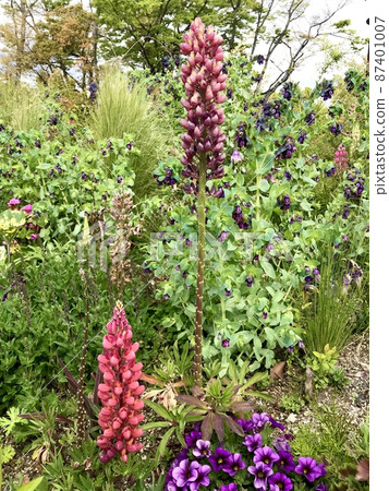 Image of flowerbed with many kinds of flowers Image of flowerbed with many kinds of flowers 87401007