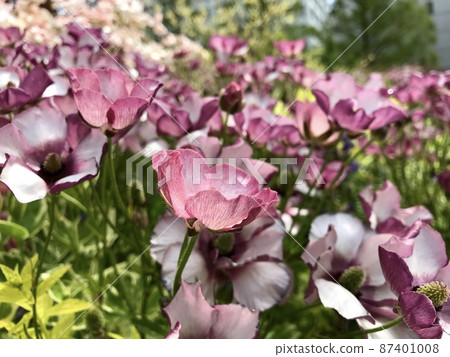 Image of flowerbed with many kinds of flowers Image of flowerbed with many kinds of flowers 87401008