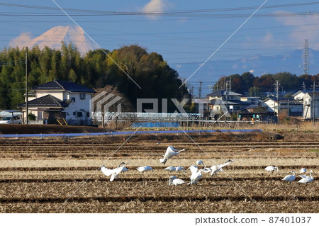埼玉縣坂戶市小沼 天鵝群和富士山在稻田川島町的天鵝著陸點 埼玉縣坂戶市小沼 天鵝群和富士山在稻田川島町的天鵝著陸點 87401037