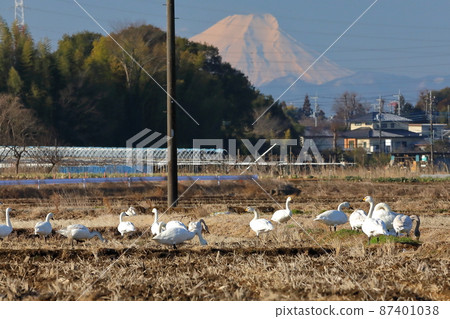 埼玉縣坂戶市小沼 天鵝群和富士山在稻田川島町的天鵝著陸點 埼玉縣坂戶市小沼 天鵝群和富士山在稻田川島町的天鵝著陸點 87401038