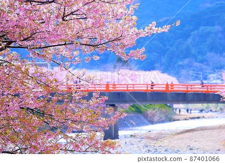 日本春天的河津櫻花和橋樑 87401066