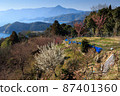 山口縣Suooshima町“日落山展望台”梅花和河津櫻花在早春 87401360