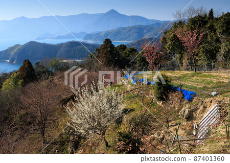 山口縣Suooshima町“日落山展望台”梅花和河津櫻花在早春 87401360