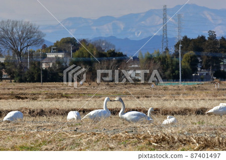 埼玉縣坂戶市大沼，河島町天鵝登陸場的覓食地稻田、天鵝群和秩父山脈 87401497