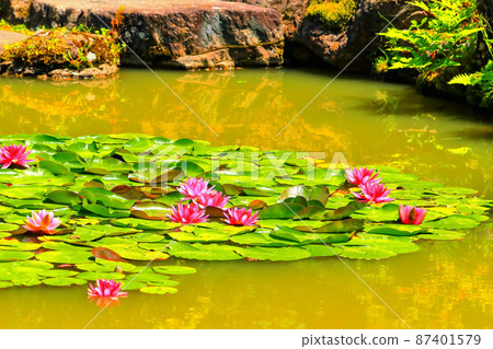 有盛開的睡蓮的日本花園 87401579