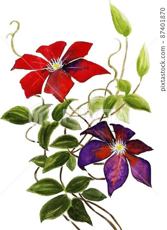 鐵線蓮花，白色 87401870