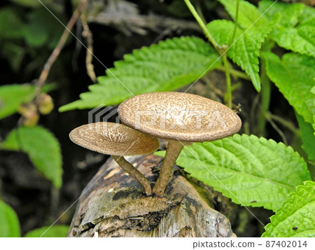 Amisugitake (Kisoishi, Akita City) 87402014