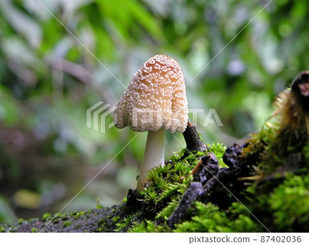 Mica cap (Kisoishi, Akita City) It's an atmosphere that even fairies are likely to come out. 87402036