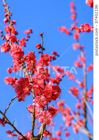 梅花紅梅 梅花紅梅 87402196