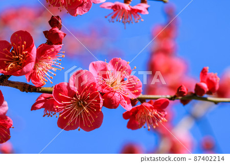 Plum blossom red plum 87402214