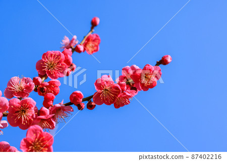 梅花紅梅 梅花紅梅 87402216