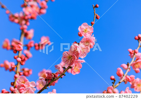 Pink plum blossoms Pink plum blossoms 87402229