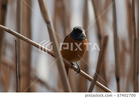 Lake Teganuma 野生鳥 冬季 Daurian Redstart 87402700