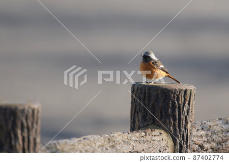 Lake Teganuma Wild Bird Winter Daurian Redstart 87402774