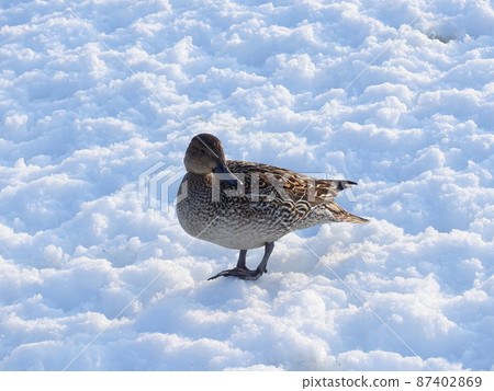 冬鳥候鳥鴨 87402869