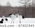 Red-crowned crane, Hokkaido 87402949