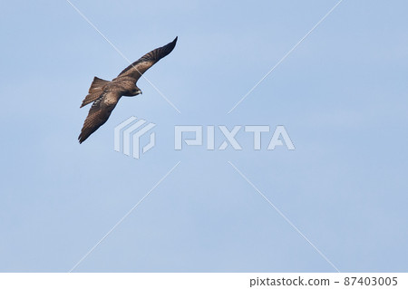Lake Teganuma Wild Bird Winter Tobi Lake Teganuma Wild Bird Winter Tobi 87403005