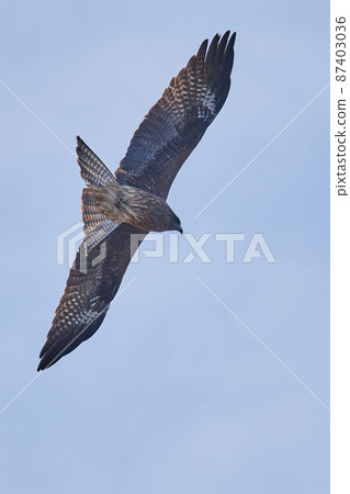 Lake Teganuma Wild Bird Winter Tobi Lake Teganuma Wild Bird Winter Tobi 87403036