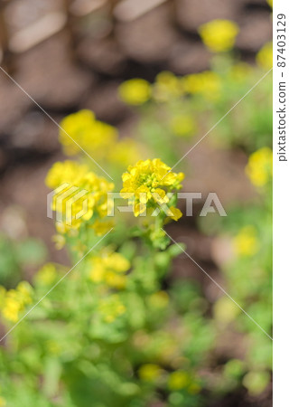 強姦在盛開的花田 87403129