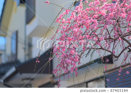 Weeping plums taken in my garden 87403194