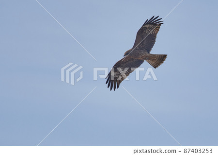 手賀沼湖野鳥冬季飛鳥 手賀沼湖野鳥冬季飛鳥 87403253