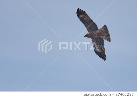 手賀沼湖野鳥冬季飛鳥 手賀沼湖野鳥冬季飛鳥 87403255