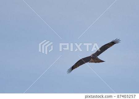 手賀沼湖野鳥冬季飛鳥 手賀沼湖野鳥冬季飛鳥 87403257