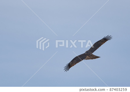 手賀沼湖野鳥冬季飛鳥 手賀沼湖野鳥冬季飛鳥 87403259