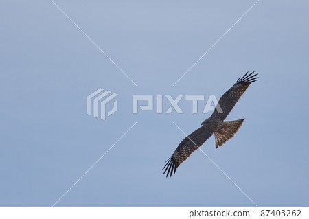 手賀沼湖野鳥冬季飛鳥 87403262