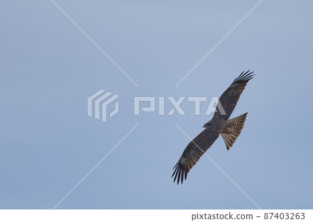 手賀沼湖野鳥冬季飛鳥 87403263