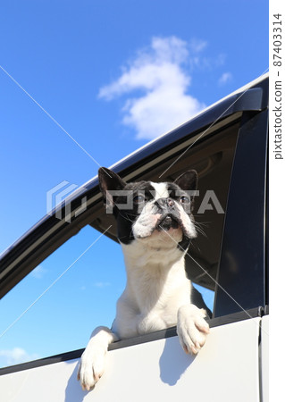 Mighty-kun of my dog Boston Terrier who goes to my favorite blue sky drive and looks at the scenery happily Mighty-kun of my dog Boston Terrier who goes to my favorite blue sky drive and looks at the scenery happily 87403314