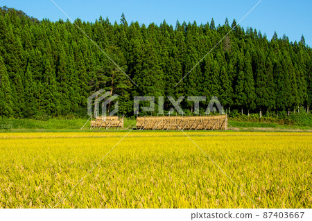Autumn rice field Autumn rice field 87403667