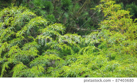 Taiwan, Ming Pond, Bamboo Forest, Taiwan, Ming Pond, Bamboo Forest, Taiwan, Ming Pond, Bamboo Forest Taiwan, Ming Pond, Bamboo Forest, Taiwan, Ming Pond, Bamboo Forest, Taiwan, Ming Pond, Bamboo Forest 87403680