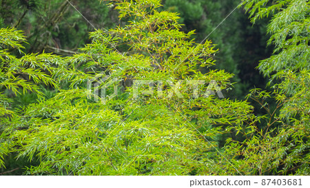 Taiwan, Ming Pond, Bamboo Forest, Taiwan, Ming Pond, Bamboo Forest, Taiwan, Ming Pond, Bamboo Forest Taiwan, Ming Pond, Bamboo Forest, Taiwan, Ming Pond, Bamboo Forest, Taiwan, Ming Pond, Bamboo Forest 87403681
