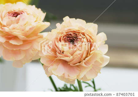 Ranunculus 87403701