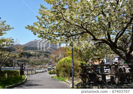 箱根町元箱根庭園步行道、櫻花盛開、新綠、駒岳 87403707