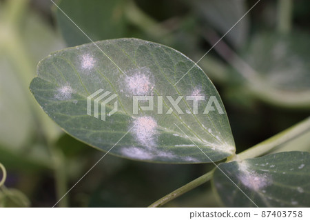 豌豆白粉病 豌豆白粉病 87403758