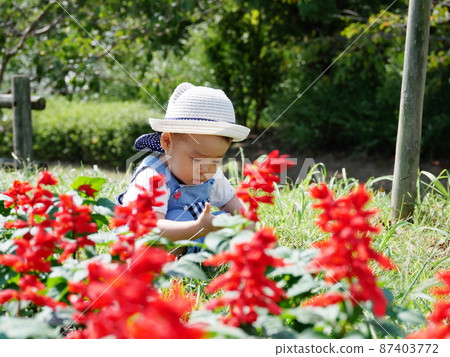 Toddler flower flowerbed park Toddler flower flowerbed park 87403772