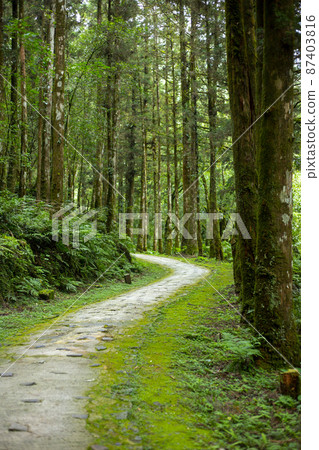 台灣，森林，森林步道，台湾、森、森の小道，Taiwan, forest, forest trail 87403816