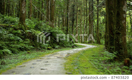 台灣，森林，森林步道，台湾、森、森の小道，Taiwan, forest, forest trail 87403820
