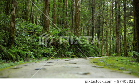 台灣，森林，森林步道，台湾、森、森の小道，Taiwan, forest, forest trail 87403821
