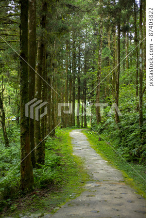 台灣,森林,森林步道,台湾、森、森の小道,Taiwan, forest, forest trail 台灣,森林,森林步道,台湾、森、森の小道,Taiwan, forest, forest trail 87403822