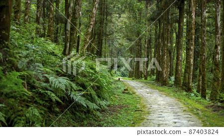 台灣，森林，森林步道，台湾、森、森の小道，Taiwan, forest, forest trail 87403824