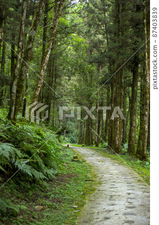 台灣，森林，森林步道，台湾、森、森の小道，Taiwan, forest, forest trail 87403839