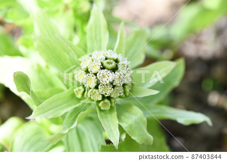 早春的毛豆發芽 早春的毛豆發芽 87403844