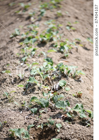 牛蒡苗，露地栽培。 87404107