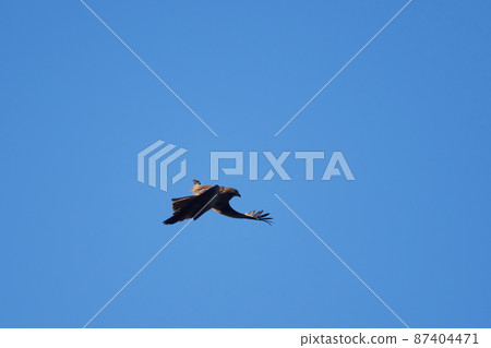 Lake Teganuma Wild Bird Winter Tobi 87404471
