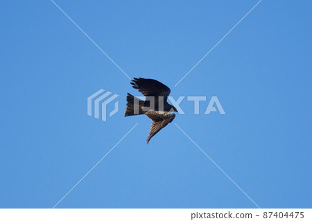 Lake Teganuma Wild Bird Winter Tobi Lake Teganuma Wild Bird Winter Tobi 87404475
