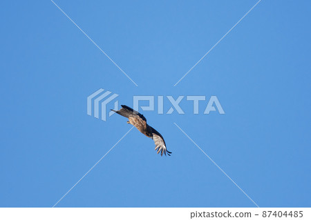 Lake Teganuma Wild Bird Winter Tobi Lake Teganuma Wild Bird Winter Tobi 87404485